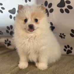 Obrázok inzerátu: Pomeranian puppies looking for new homes