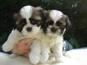 Obrázok inzerátu: Šteniatka Shihtzu na predaj