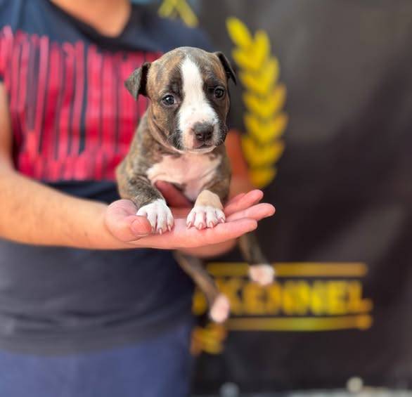 Obrázok inzerátu: American Staffordshire Terrier, puppies of superior pedigree