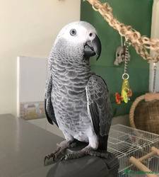 Hirdetés képe: Two African grey parrots for sale