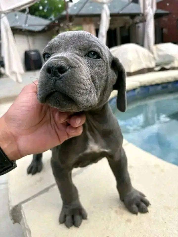 Obrázok inzerátu: Šteňatá plemena Cane Corso