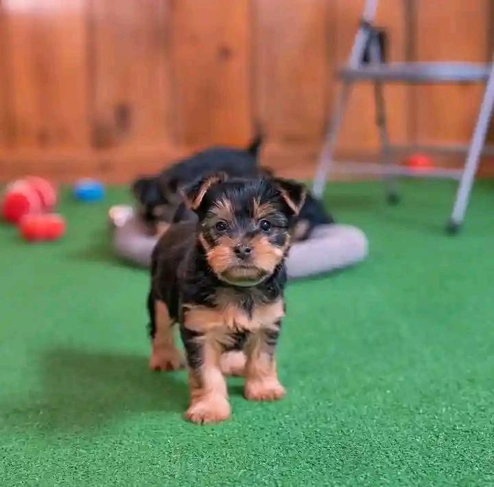 Hirdetés képe: 🐾 Yorkie Puppy Available for Adoption 🐾