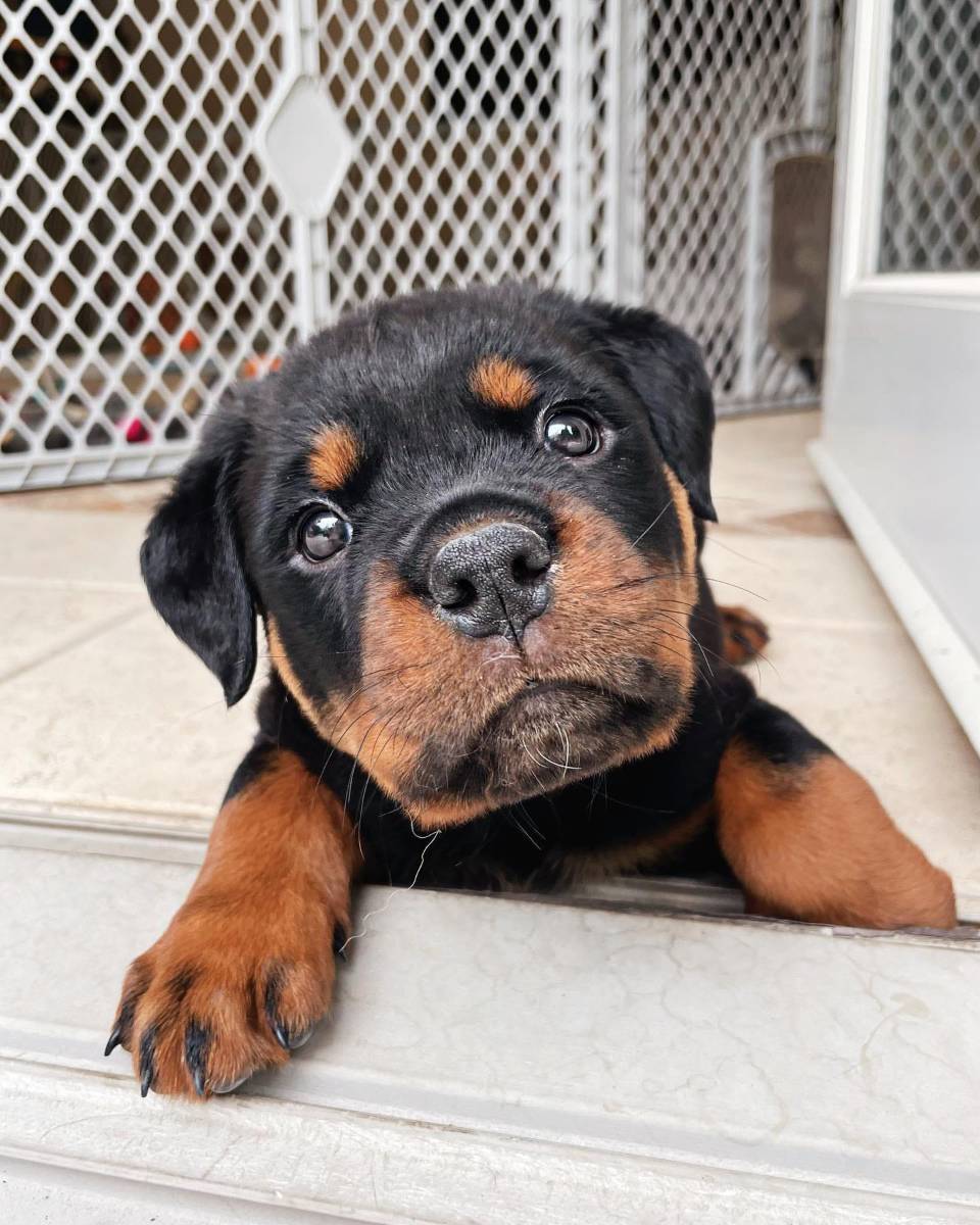 Hirdetés képe: 🐾 Rottweiler Puppy Available for Adoption 🐾