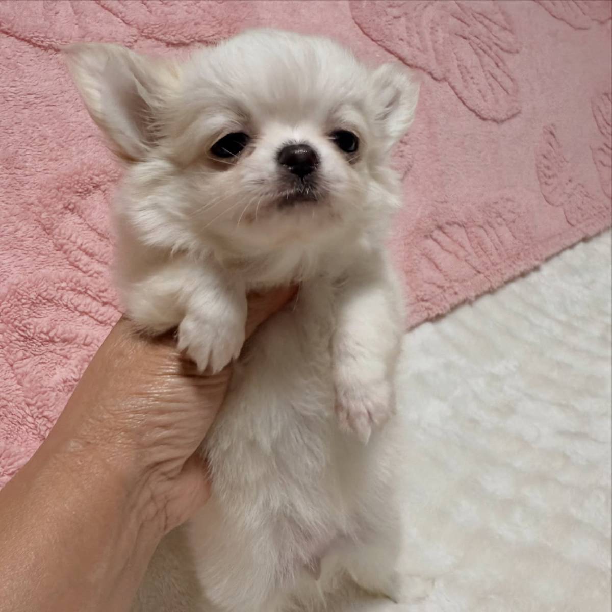 Hirdetés képe: 🐾 Chihuahua Puppy Available for Adoption 🐾