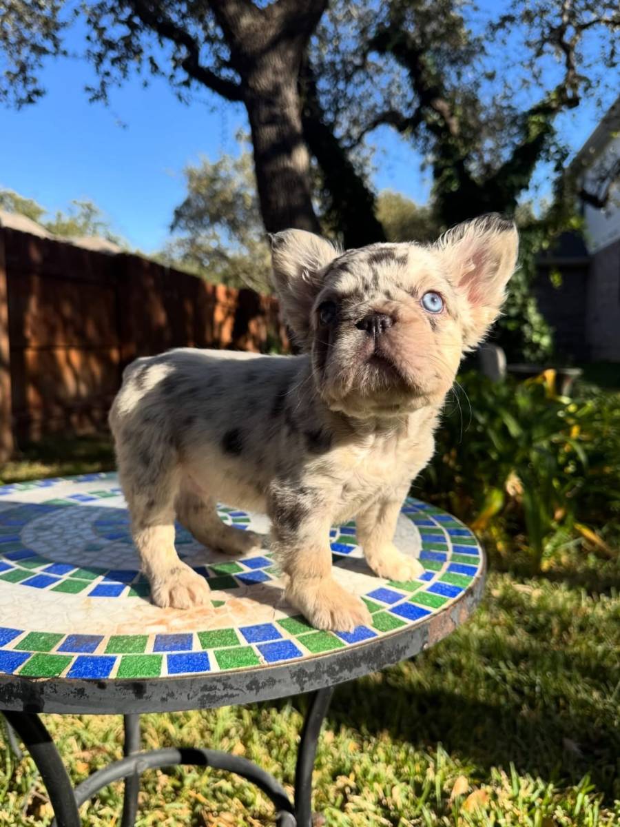 Hirdetés képe: 🐾 French Bulldog Available for Adoption 🐾