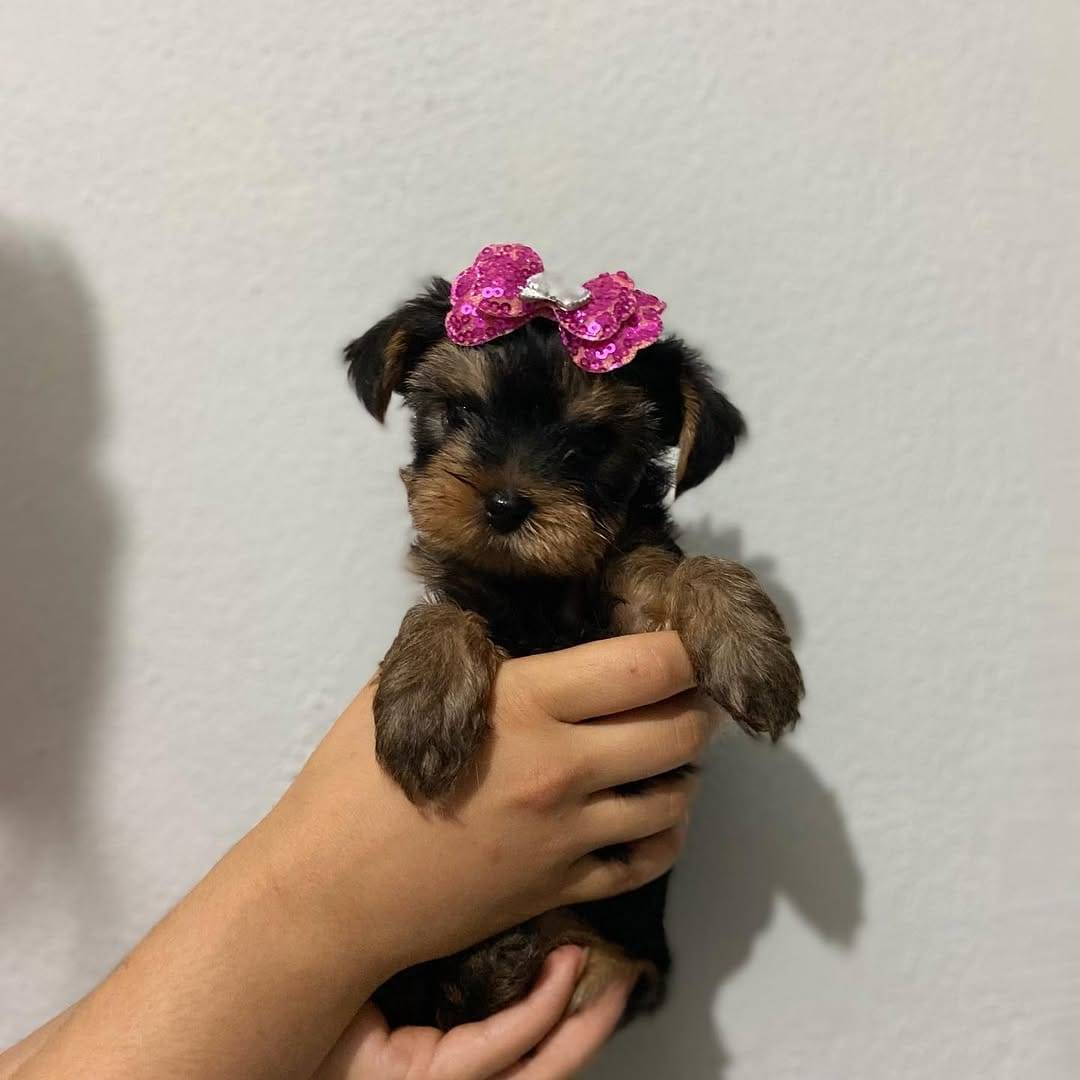 Hirdetés képe: 🐾 Yorkie Puppy Available for Adoption 🐾