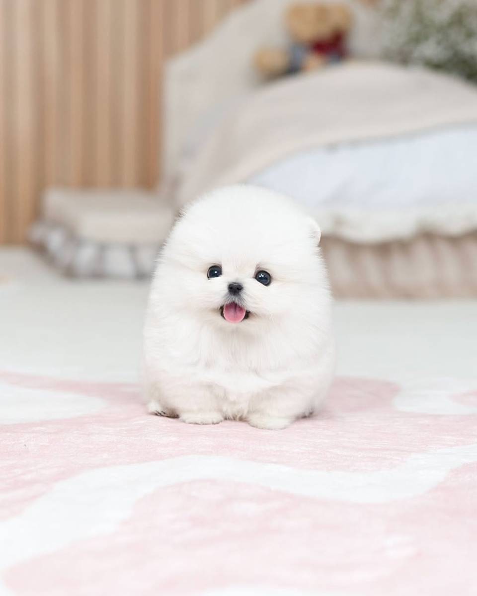 Hirdetés képe: 🐾 Pomeranian Puppy Available for AdoptioWhatsApp number 🐾
