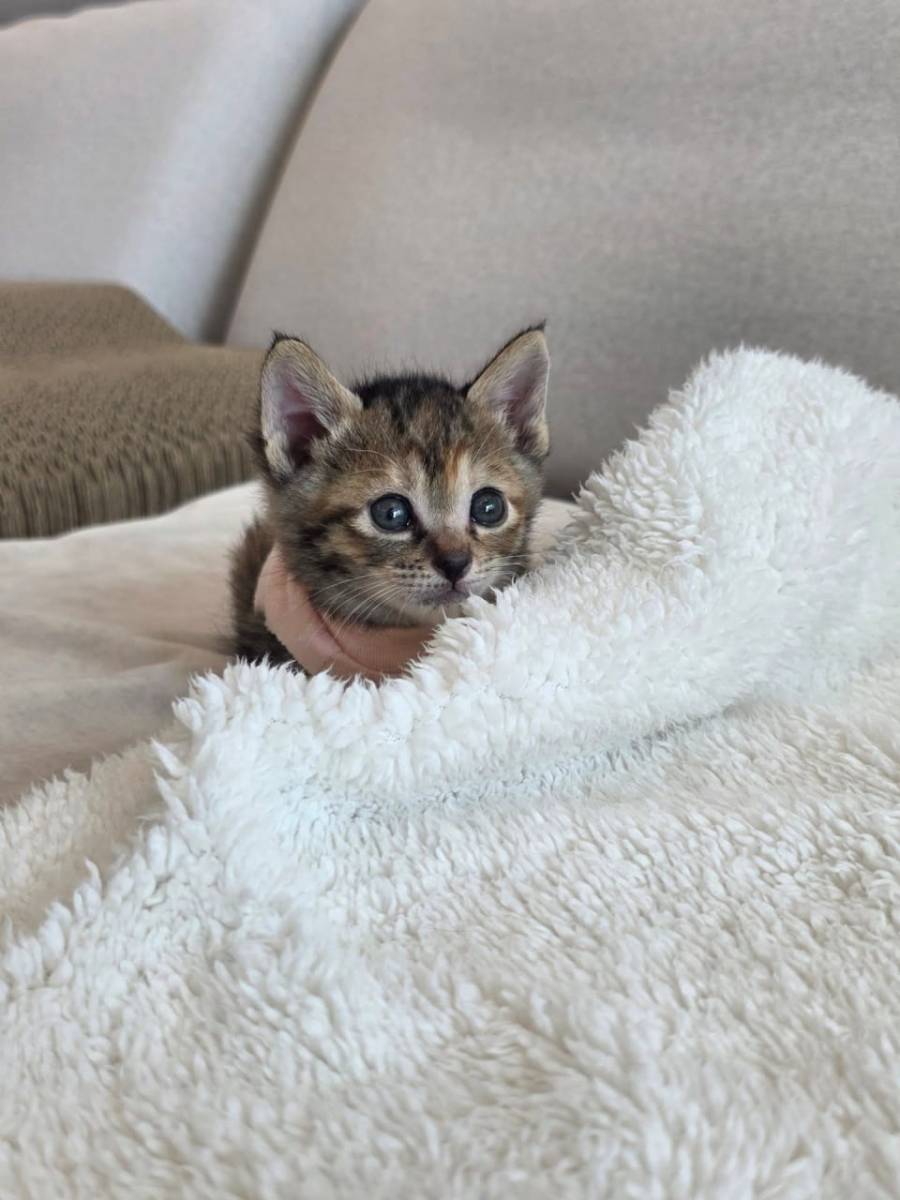 Obrázok inzerátu: 🐾 Bengal Kitten Available for Adoption 🐾