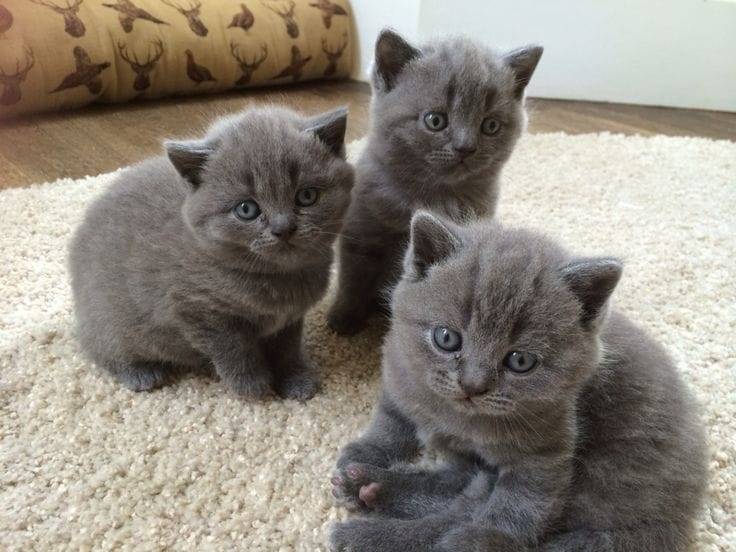 Obrázok inzerátu: 🐾 British Shorthair Kitten Available for Adoption 🐾