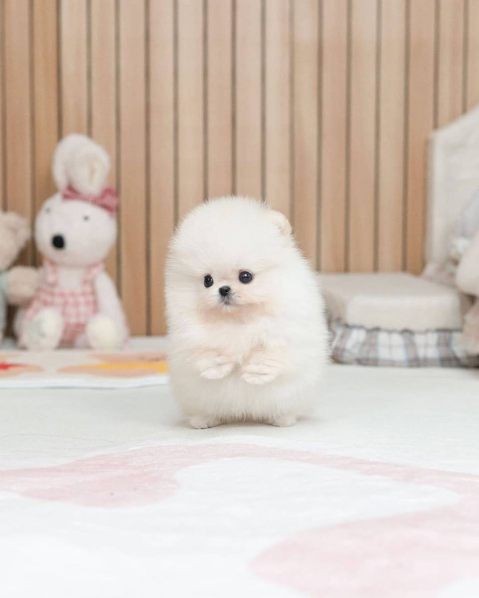 Hirdetés képe: 🐾 Pomeranian Puppy Available for Adoption 🐾
