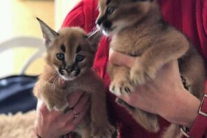 Obrázok inzerátu: Savannah cat serval a caracal s mladými ocelotmi