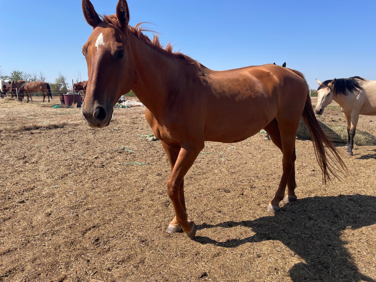 Hirdetés képe: Kobyla APHA – paint horse