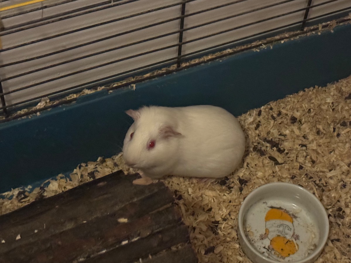 Obrázok inzerátu: Ingyenesen elvihető lány tengerimalacok
