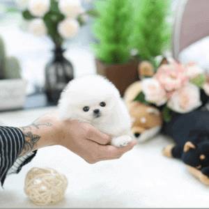 Hirdetés képe: Zdravé šteniatka pomeraniana v štýle šálky čaju na predaj