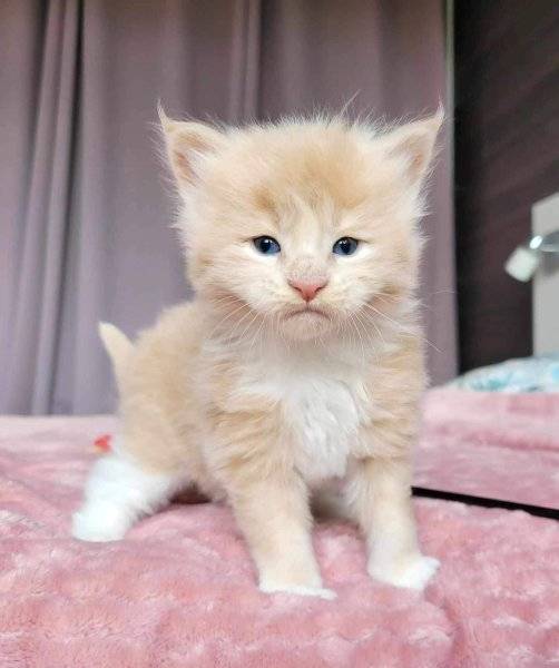 Obrázok inzerátu: Pedigree Mainecoon kittens for sale