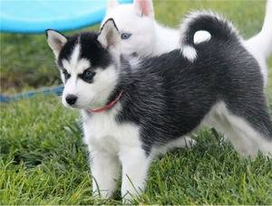Obrázok inzerátu: Husky puppies ready