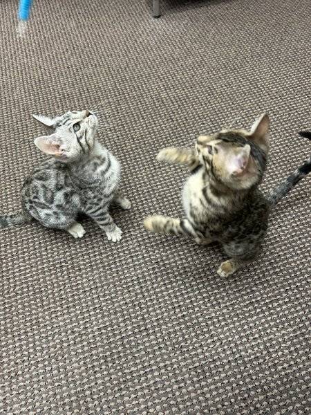 Obrázok inzerátu: Bengal cats and kittens for sale