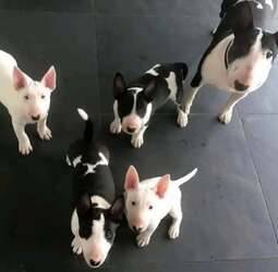 Obrázok inzerátu: Bull terrier puppies ready