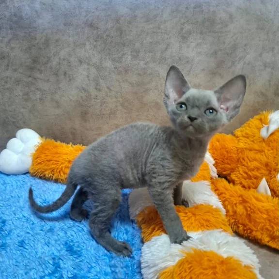Obrázok inzerátu: Na predaj sú posledné 3 krásne mačiatka plemena Devon Rex.