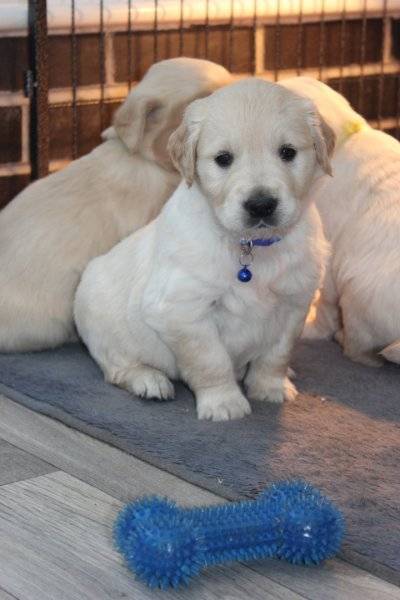 Obrázok inzerátu: Golden Retriever puppies