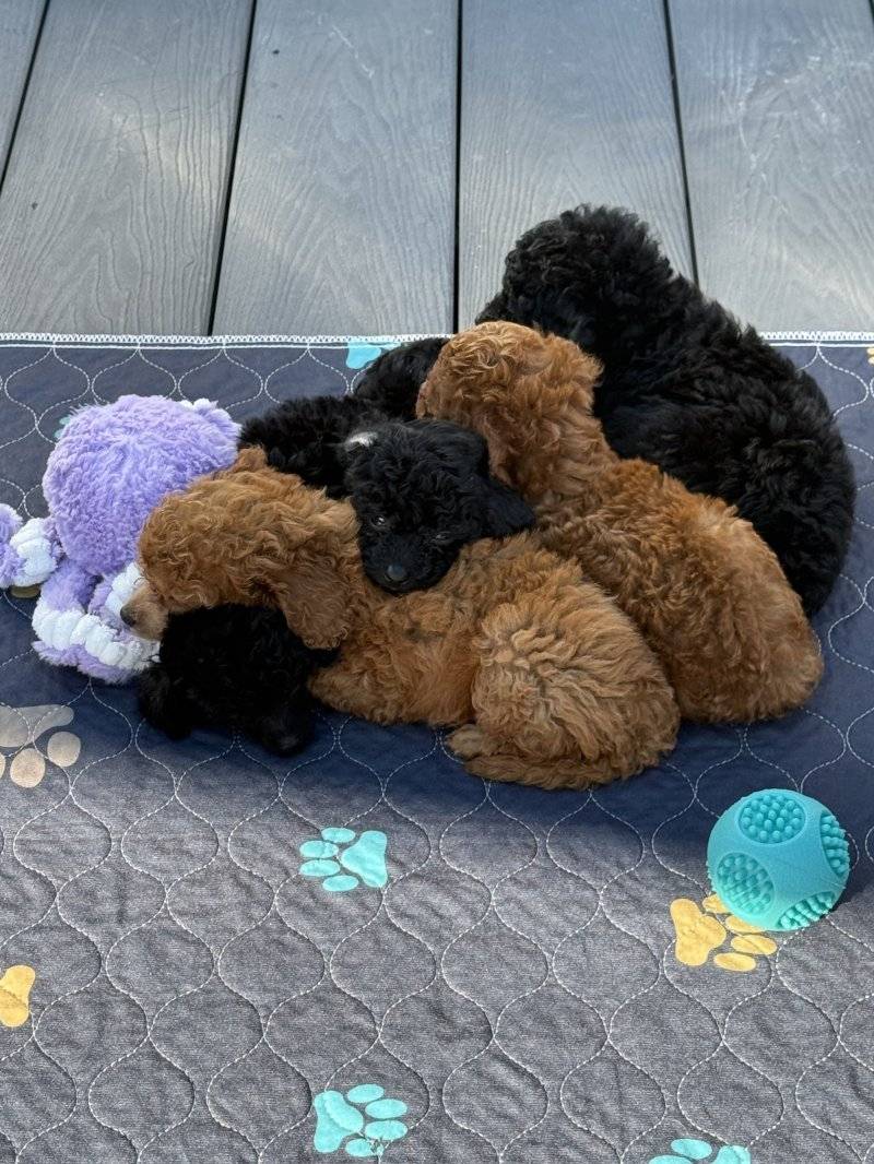 Obrázok inzerátu: Κουτάβια Toy Poodle για υιοθεσία