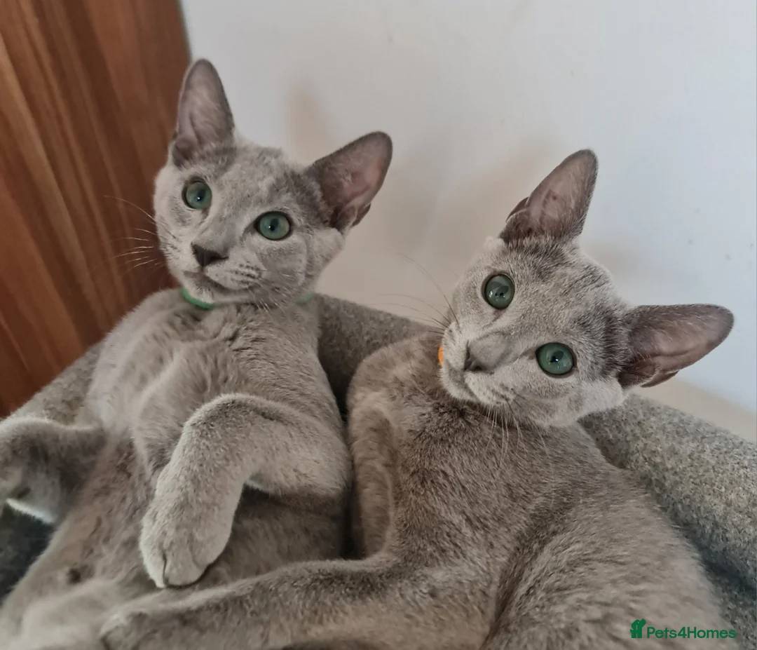 Obrázok inzerátu: Male russian blue kitten