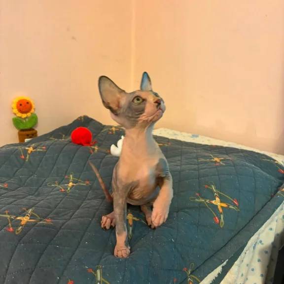 Obrázok inzerátu: Na predaj sú posledné 3 krásne malé mačiatka plemena Sphynx.