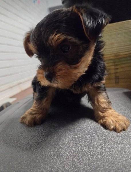 Obrázok inzerátu: Teacup Yorkie Puppies Available