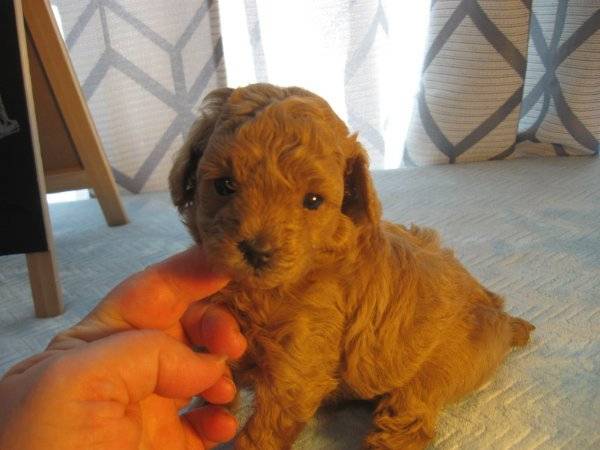 Obrázok inzerátu: Teacup Poodle Pups